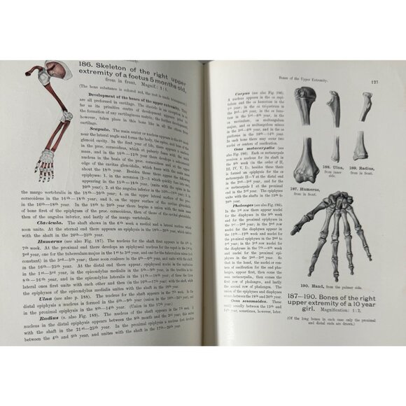 Werner Spalteholz Hand Atlas Of Human Anatomy Vol I Lippincott Medical HC Third - Picture 8 of 16